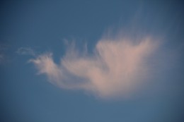Dragon / ***