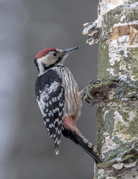 White-backed woodpecker. / ***