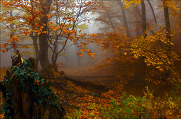 Foggy autumn time ... / ***