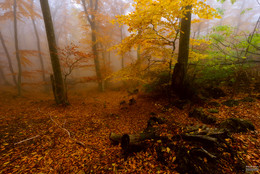 Through the autumn windbreak / ***