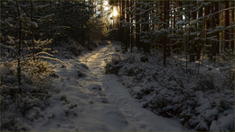 On the trail / ***