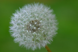 &nbsp; / Geöffneter Löwenzahn-Fruchtstand, genannt Pusteblume