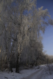 White birch... / ***