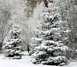 Color white / ***