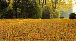 Carpet of yellow leaves / ***