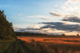 Russian field / ***