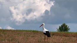 Storch / ***