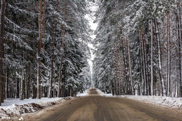 road in the forest / ***