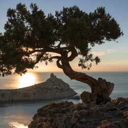 Crimean bonsai / ***