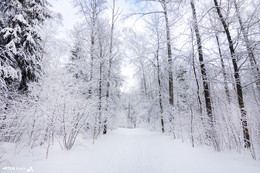 Winter Forest / ***