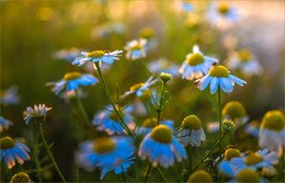In the daisy field / ***