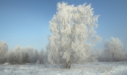 frosty morning / ***