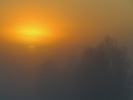 Foggy morning / ***