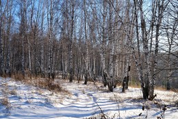 Winter sketch. / ***