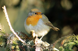 In the sun / ***