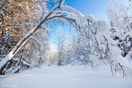 Winter Forest / ***