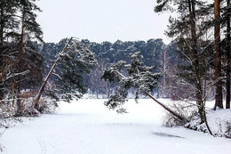 In the forest / ***