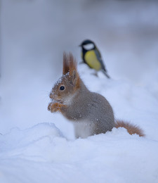 Winter picture / ***