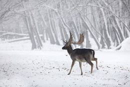 WINTERWALD / An einem frühen Morgen im NATURPARK HOHE MARK. Ich war hier ganz allein unterwegs. Nach einiger Zeit hatte sich das Wild an mich gewöhnt. So konnte ich wie hier, meine Fotos schießen.