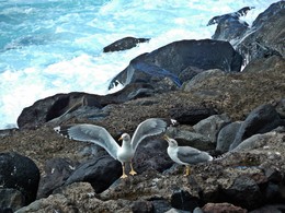 Seagulls / ...