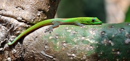 Goldstaubgecko / Goldstaubgecko auf einem Kaktus, Big Island, Hawaii