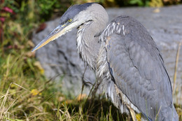 Great blue heron / ***