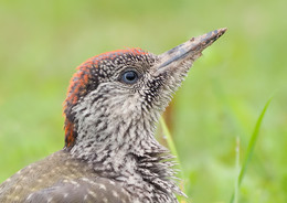 green woodpecker / ***