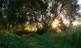 Dawn, Fog / ***