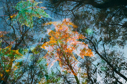 Autumn / ***