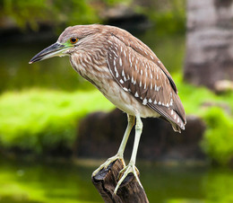 Bittern. / ***