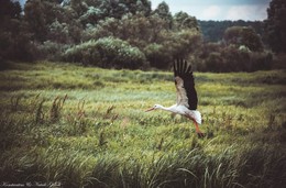 Stork / ***