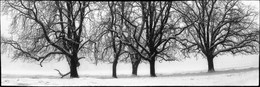 BAUMREIHE / Die HOHE MARK im Winter. Hier kam entschied ich mich für nur ein &quot;PANORAMA&quot;