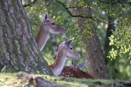 Dammwild 02 / Eine Dammwildgruppe in der Lüneburger Heide