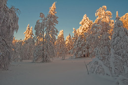 Sunset in the forest / ***