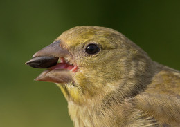 Greenfinch / ***