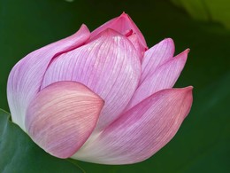 Lotus / ***