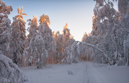 Sunny forest / ***