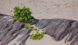 STRANGUT / Gesehen an einem Strand in der Bretagne / Frankreich. Ja, es grünt und blüht überall !