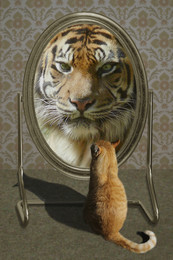 ***Mirror, mirror / Katze vor dem Spiegel