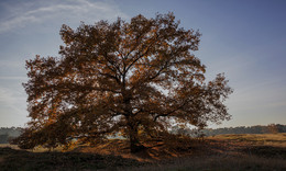 IN DER HEIDE / Ein Baum in der Westruper Heide in Haltern am See.
Die &quot;LICHTSTIMMUNG&quot; hatte es mir angetan.