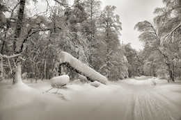 Winter landscape / ***