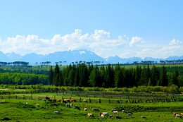 Meadow to graze .... / ***