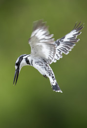 Graufischer / Graufischer im Rüttelflug