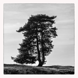 BAUMSCHÖNHEIT / Ein Baum in der Westruper Heide (Haltern am See). In farbe aufgenommen und dann am PC in S/W umgewandelt.