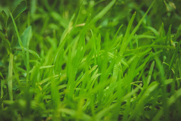 Grass / ***