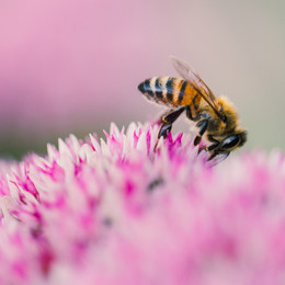 Bee / ***