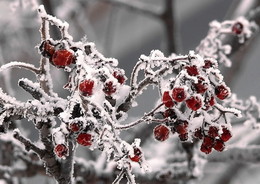 Winter berries. / ***