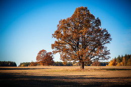 Oak-tree / ***