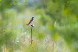 in the fields / ***