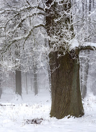 WINTERWALD / Mogens um halb ................ Uhr im Wald. Der Schnee machte den Wald noch STILLER.